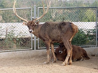 <span class="mw-page-title-main">Thorold's deer</span> Species of mammal