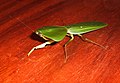 Choeradodis (leaf mantis)