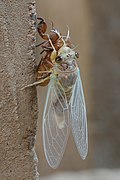 Cicadidae with exuvia, immediately after moulting, in Laos, top view.jpg