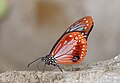 * Nomination Parantica sita (Kollar,1844) - Chestnut Tiger. By User:Atanu Bose Photography --MaheshBaruahwildlife 04:10, 6 May 2023 (UTC) * Decline  Oppose detail is low and the butterfly seems out of focus --FlocciNivis 11:24, 6 May 2023 (UTC)