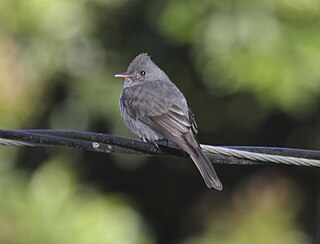 <span class="mw-page-title-main">Dark pewee</span> Species of bird