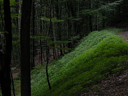 Mixed forest in Germany