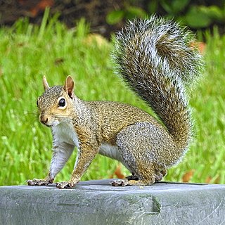 <span class="mw-page-title-main">Eastern gray squirrel</span> Tree squirrel native to eastern and central North America