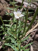 Epilobium fauriei