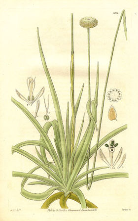 Eriocaulon decangulare