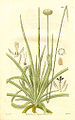 Eriocaulon decangulare illusztrációja