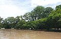 Ein solch ausgeprägtes Hochwasser in der Hartholzaue ist am Altneckar sehr selten