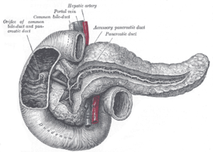 Pancreas Gray1100.png