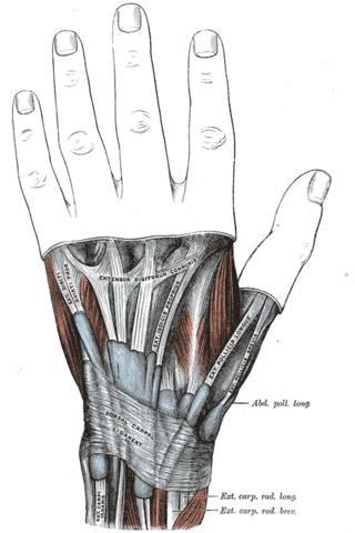 <span class="mw-page-title-main">Extensor retinaculum of the hand</span> A thickened fascia holding the tendons of the hand extensor muscles in place