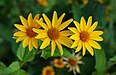 55 Commons:Picture of the Year/2011/R1/Coreopsis July 2011-2.jpg