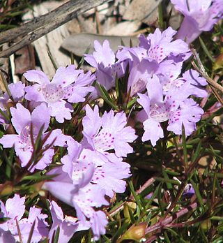 <i>Hemiandra</i> Genus of flowering plants