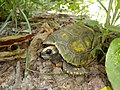 Chelonoidis denticulata, o jabuti-tinga, nativo do norte da América do Sul, eventualmente também do centro-oeste e sudeste do Brasil.