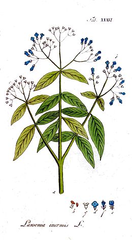 Lawsonia inermis