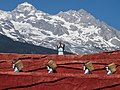 Thumbnail for File:Lijiang Yunnan China-Naxi-people-carrying-baskets-01.jpg