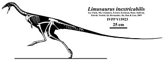 <i>Limusaurus</i> Genus of theropod dinosaur