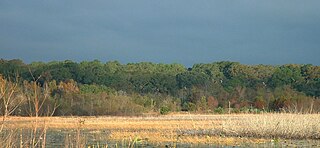 <span class="mw-page-title-main">Lake Jackson (Leon County, Florida)</span> Lake in the state of Florida, United States