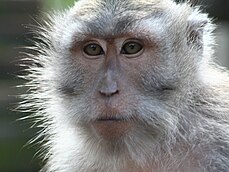 Macaque crabier