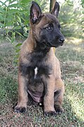 Malinois puppy.JPG