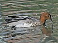 ♂ Sylvan Heights Waterfowl Park, NC, USA