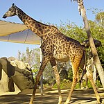 Una giraffa (giraffa camelopardalis)