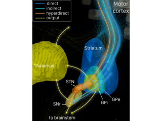 <span class="mw-page-title-main">Direct pathway</span> Neural pathway that executes voluntary movements