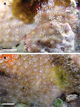 <span class="mw-page-title-main">Lithotelestidae</span> Family of corals