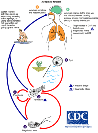 <i>Naegleria fowleri</i> Species of free-living excavate form of protist