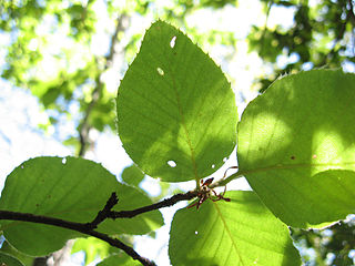 <i>Nothofagus alessandrii</i> Species of plant