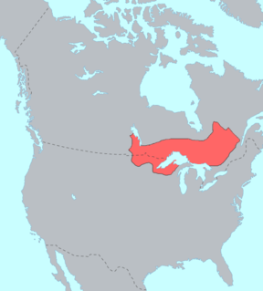 Ojibwe Group of indigenous peoples in North America