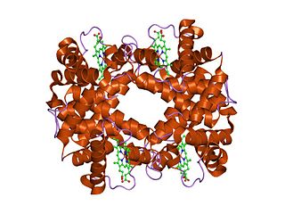 <span class="mw-page-title-main">Hemoglobin, alpha 2</span> Mammalian protein found in Homo sapiens