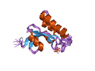 <span class="mw-page-title-main">Prolyl isomerase</span> Enzyme