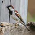 Házi veréb (Passer domesticus)