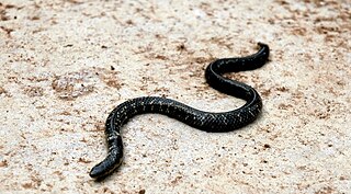 <i>Uropeltis phipsonii</i> Species of snake