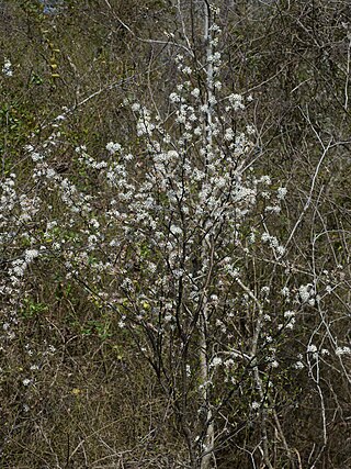 <i>Prunus angustifolia</i> Species of tree