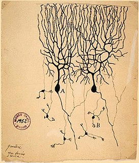 Neuroscience scientific study of the nervous system