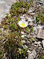 Ranunculus glacialis