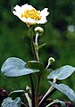 Ranunculus parnassifolius