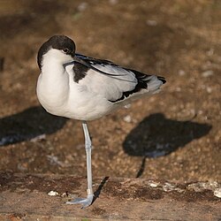 大阪市天王寺動物園の飼育個体