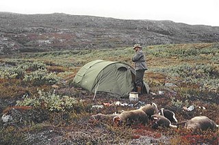 <span class="mw-page-title-main">Reindeer hunting in Greenland</span> The practice of hunting reindeer for their meat, fur, and antlers in Greenland