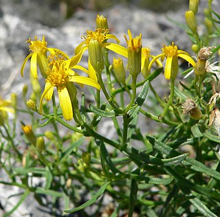 <i>Senecio spartioides</i> Species of flowering plant