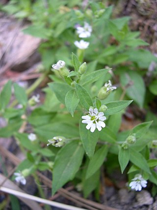 <i>Silene menziesii</i> Species of flowering plant