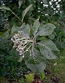 Sorbus aria