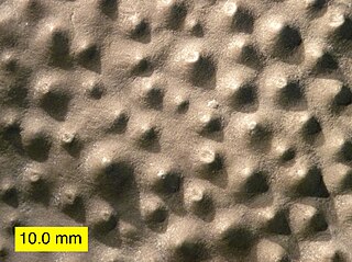 <span class="mw-page-title-main">Stromatoporoidea</span> Extinct clade of sponges