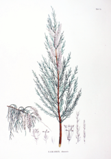 Tamarix chinensis