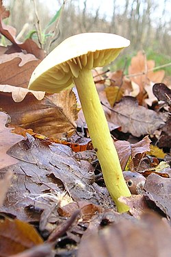 Geltonasis baltikas (Tricholoma sulphureum)