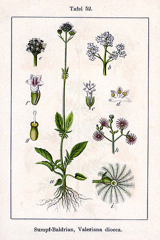 <i>Valeriana dioica</i> Species of plant in the genus Valeriana