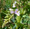 Veronica anagallis-aquatica 5.jpg