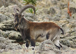 <span class="mw-page-title-main">Walia ibex</span> Species of mammal