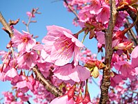 鶴見川の堤防上に植えられたヨコハマヒザクラ（上末吉）