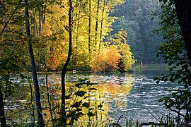 Kleiner Schinkensee im Naturpark Schlaubetal